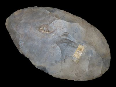 7 1/16" x 4" Cache Blade, Found in TN, Motley / Leithoff COA, Made of Cobden