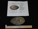 7 1/16" x 4" Cache Blade, Found in TN, Motley / Leithoff COA, Made of CobdenImage - 14