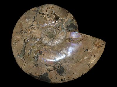 Massive 11" Tentacle Ammonite Fossil, Weighs 8.12 lbs, Found in Madagascar
