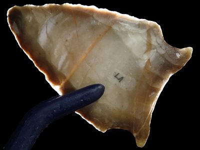 1 13/16" x 1 1/8" Fluted San Patrice-St. John's Variety, Dickey COA, Found in Louisiana, Ex. 
