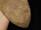 15 7/16" x 4 7/8" Mill Creek Chert Spade, Motley / Leithoff COA, Found in St. Clair County Image - 7