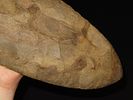 15 7/16" x 4 7/8" Mill Creek Chert Spade, Motley / Leithoff COA, Found in St. Clair County Image - 10