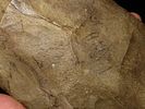 15 7/16" x 4 7/8" Mill Creek Chert Spade, Motley / Leithoff COA, Found in St. Clair County Image - 12