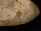 15 7/16" x 4 7/8" Mill Creek Chert Spade, Motley / Leithoff COA, Found in St. Clair County Image - 13