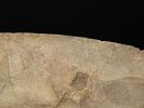 15 7/16" x 4 7/8" Mill Creek Chert Spade, Motley / Leithoff COA, Found in St. Clair County Image - 14