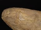 15 7/16" x 4 7/8" Mill Creek Chert Spade, Motley / Leithoff COA, Found in St. Clair County Image - 15