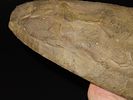 15 7/16" x 4 7/8" Mill Creek Chert Spade, Motley / Leithoff COA, Found in St. Clair County Image - 16