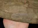 15 7/16" x 4 7/8" Mill Creek Chert Spade, Motley / Leithoff COA, Found in St. Clair County Image - 17