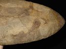 15 7/16" x 4 7/8" Mill Creek Chert Spade, Motley / Leithoff COA, Found in St. Clair County Image - 18