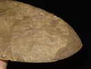 15 7/16" x 4 7/8" Mill Creek Chert Spade, Motley / Leithoff COA, Found in St. Clair County Image - 20