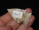 2” Kirk, Daviess Co., Kentucky, Ex. Walt McIntireImage - 1