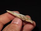2” Kirk, Daviess Co., Kentucky, Ex. Walt McIntireImage - 2