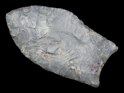 2 1/4” x 1 1/4” Pelican, Pitkin Chert, Greene Co., Arkansas, Motley & Leithoff COA