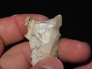 2 7/16” x 1” Graham Cave, Mozarkite Chert, Benton Co., Missouri, Keele COAImage - 6