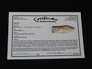 2 7/16” x 13/16” Hell Gap, Cream Color Banded River Cobble Chert, Osage Co., Oklahoma, Partain COAImage - 9