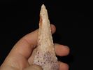 5 13/16” x 1 7/16” Harahey Knife, Burlington Chert, Illinois, Dickey COA, Motley / Leithoff COAImage - 6