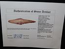 5 13/16” x 1 7/16” Harahey Knife, Burlington Chert, Illinois, Dickey COA, Motley / Leithoff COAImage - 11