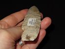 5 1/16” x 1 3/4” Agate Basin, Burlington Chert, Jersey Co., Illinois, Motley & Leithoff COAImage - 3