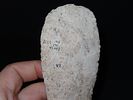 6 1/8” x 2 3/16” Stanfield, Burlington Chert, Pike Co., Illinois, Motley & Leithoff COAImage - 7