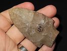 2 13/16” x 1 9/16” Adena, Fort Payne Chert, Kentucky, Davis COAImage - 1