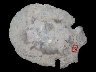 4 1/2” x 6” Notched Hoe, Mill Creek Chert, Boyle Co., Kentucky, Motley & Leithoff COA. 4 1/2” x 