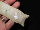 6 1/4” x 1 3/8” Dalton, Burlington Chert, Illinois, Dickey COA, Motley / Leithoff COAImage - 12