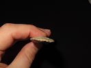 6 1/4” x 1 3/8” Dalton, Burlington Chert, Illinois, Dickey COA, Motley / Leithoff COAImage - 15