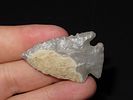 11/16” x 1 1/16” Pinetree, Hornstone, Kentucky, Davis COAImage - 6