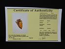 11/16” x 1 1/16” Pinetree, Hornstone, Kentucky, Davis COAImage - 7