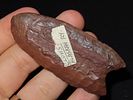 2 5/8” x 1 1/4” Clovis, Petrified Wood, Alaska, Motley & Leithoff COAImage - 1