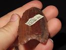2 5/8” x 1 1/4” Clovis, Petrified Wood, Alaska, Motley & Leithoff COAImage - 3