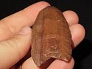2 5/8” x 1 1/4” Clovis, Petrified Wood, Alaska, Motley & Leithoff COAImage - 4