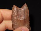 2 5/8” x 1 1/4” Clovis, Petrified Wood, Alaska, Motley & Leithoff COAImage - 6