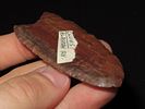 2 5/8” x 1 1/4” Clovis, Petrified Wood, Alaska, Motley & Leithoff COAImage - 8