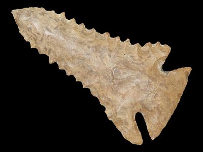 2 5/8” x 1 3/8” Pinetree, Fort Payne Chert, Western Kentucky, Dickey COA, Motley / Leithoff COA