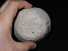 3 1/8” Hoof Pestle, Nutting Dimple Base, Rare Galena, Knox Co., OhioImage - 4