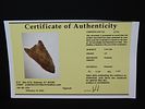 3 7/8” x 2 1/8” Lost Lake, Hornstone, Kentucky, Davis COAImage - 11