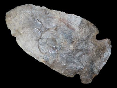 2 7/8” x 1 1/2” Big Slough, Heated Fossiliferous Chert, Tennessee, Ex. Josh Davis