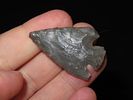 1 3/4” Eva, Giles Co., Tennessee, Ex. Walt McIntireImage - 3