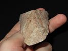 3 1/4” Bowling Green Brown Clear Fork Gouge, Found in Lincoln Co., MissouriImage - 3