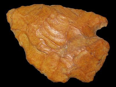 2 5/8” Mehlville, Creek Stained, Greene Co., Illinois