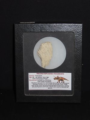 1 3/4" Triceratops Bone Fragment, Late Cretaceous Period, Garfield Co., Montana, Hell Creek 