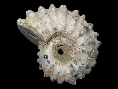 1 3/4" Tractor Ammonite, Douvilleiceras Fossil