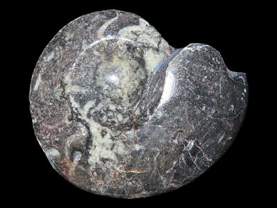 3 1/4" x 2 1/2" Polished Ammonite Fossil