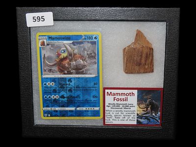 Mammoth Fossil Woolly Mammoth Ivory, Siberia, 120,000-10,000 Years
