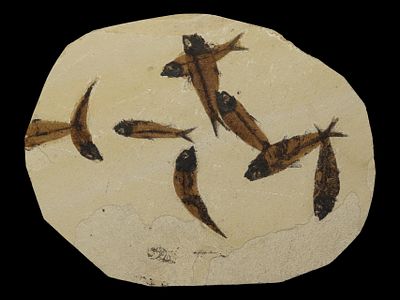 14" x 11" Large Fish Fossil