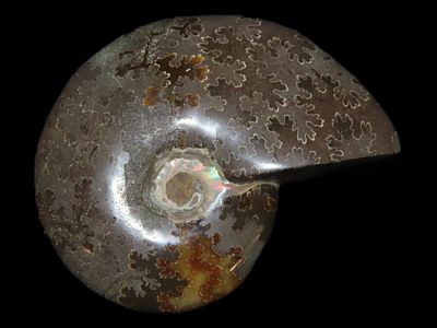 Highly Polished Ammonite Fossil, Iridescent with Striking Colors