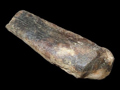 Large Fossilized Bone, Mammoth/Mastodon Era, Found in Lee Co., Iowa
