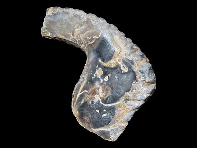 Zig Zag Oyster Fossil, 70 MYO