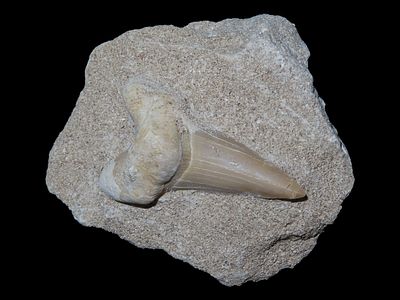 Shark Tooth Fossil in Matrix, Africa